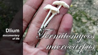 Cempaki (Termitomyces microcarpus)