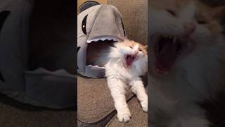 Funny animals 2023😆 - Funniest Cats and Dogs Video🐕🐈193 #shorts