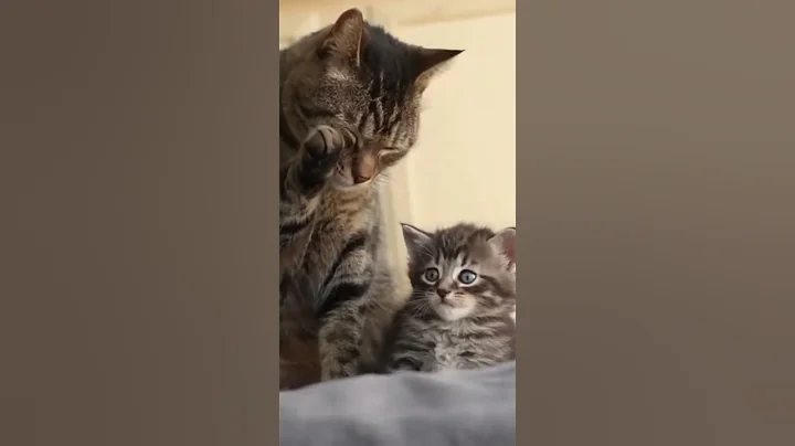 Video 11628471: tiny kitten, kitten cuddles, cat