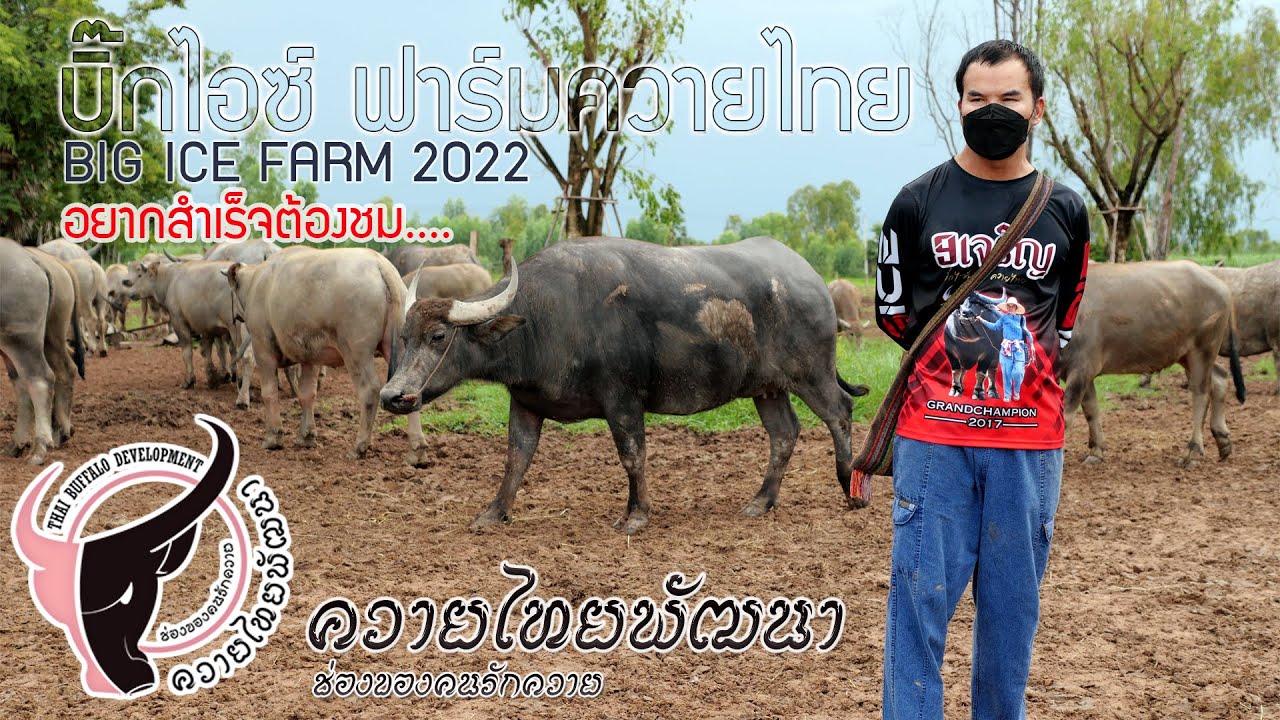 พาชมบิ๊กไอซ์ ฟาร์มควายไทย