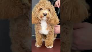 How to Groom a Maltipoo | Mastering the Art of Maltipoo Care | Unleash the Beauty