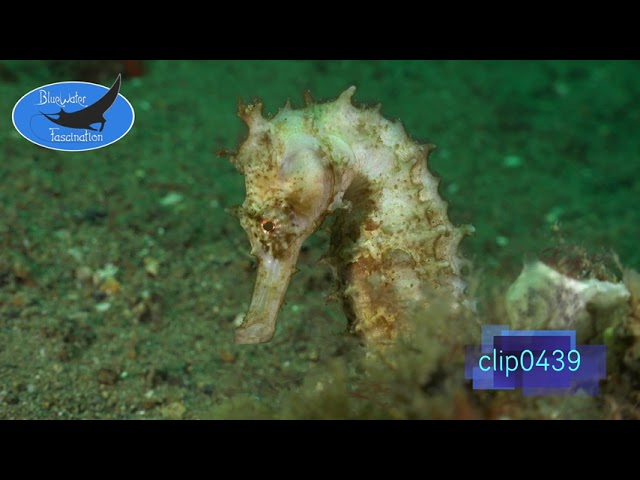 0439_White thorny Seahorse close up. 4K Underwater Royalty Free Stock Footage.