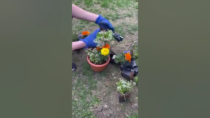 $10 DIY in 10 seconds🪴#diy #diyprojects #outdoordecor #dollartree #dollartreediy #plants #homedecor