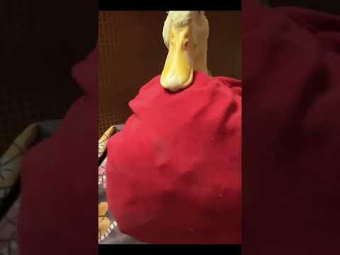 الحناوى بيرقص فى فرح كركر كركر Duck Quackattack Funny اكسبلور Shorts Fyp Viralvideo