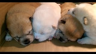 AKC Shiba Inu Puppies - Eyes Started To Open - 2 Week update - For Sale by Shiba Inu 807 views 7 years ago 2 minutes, 23 seconds