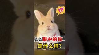 兔子🐰冷知识：在兔子眼里你是什么？ #rabbit  #pets #兔子日常  #兔兔 #寵物 #萌寵 #cute #兔子tùzǐ #宠物科普