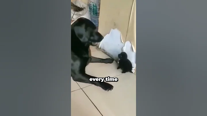 The Best Dog Family 😭❤ - DayDayNews