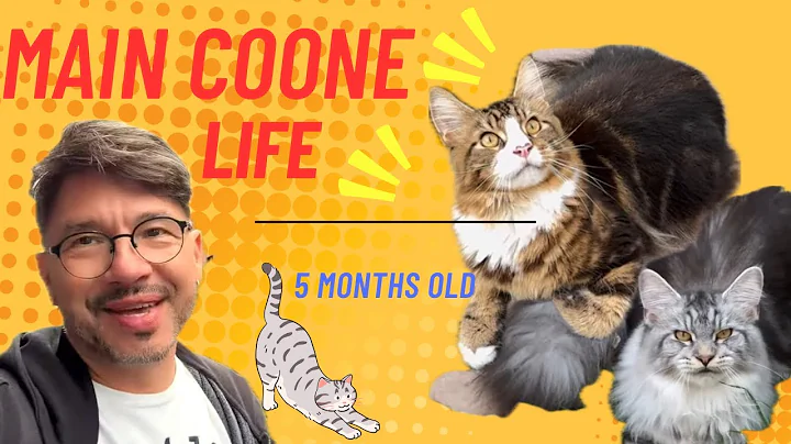 Video 11890961: maine coon kitten growing, fluffy maine coon kitten