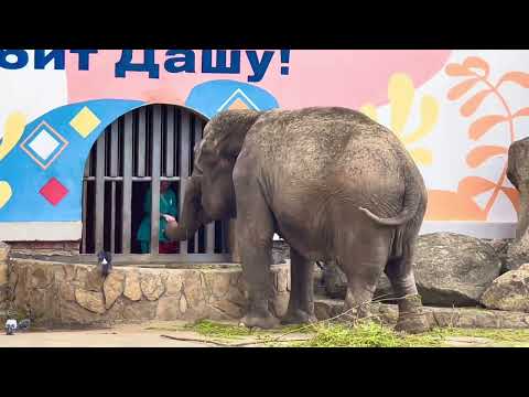 Зоопарк Екатеринбурга, августа 2023 г