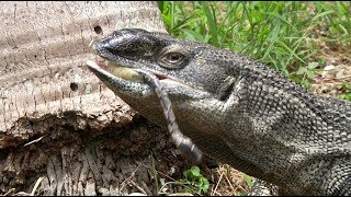 Monitor Plunders Python Nest 02