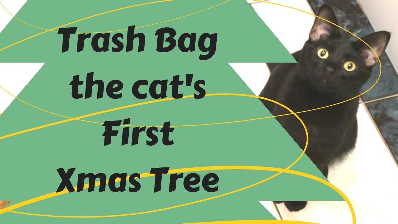 Trash Bag's first Xmas Tree! YouTube