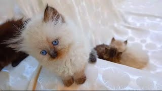 Kittens meowing (too much cuteness)  Alltalking at the same time!
