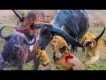 The Classic Battle Of The Buffalo! Buffalo madly attacked the Lion to avenge the Buffalo herd