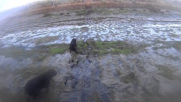 Action Camera - Duck calls in action