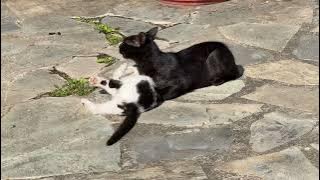 Play Fight or Real Fight? You Decide! 🐱🐱@Nomore9to5-yal/4K