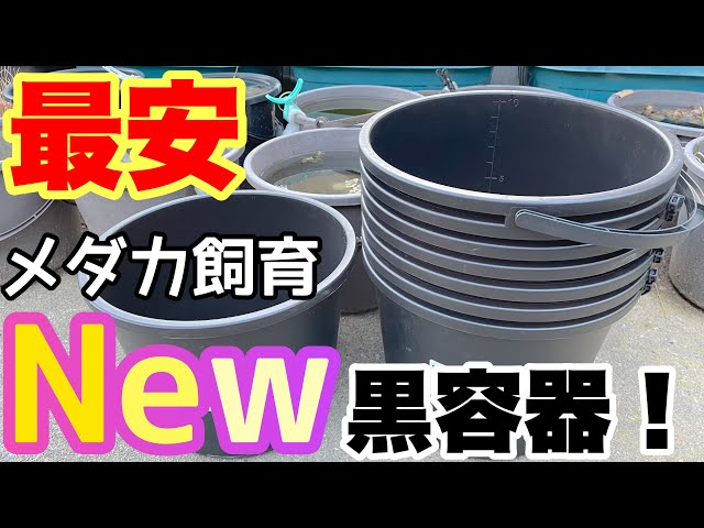 新発売！黒の最安メダカ飼育容器！○○〇円NVBOXよりも優秀！？最強 ...