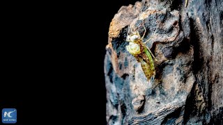 Time-lapse reveals transformation of dragonflies