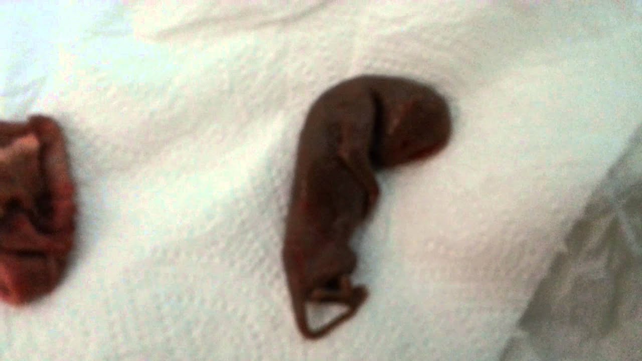 dead cat fetus and placenta from Tussy YouTube