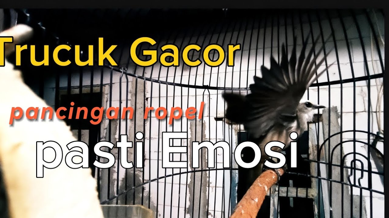 Trucuk Gacor TARUNG ROPEL pancingan agar trucuk anda cepat EMOSI 