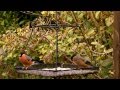 Little Birds 3  - Linnet Bullfinch Goldfinch and Robin