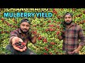 Mulberry Fruit . Shahtoot . Mulberry Farming.shahtoot ki kheti . Chiangmai 60 Mulberry. Mulberry .