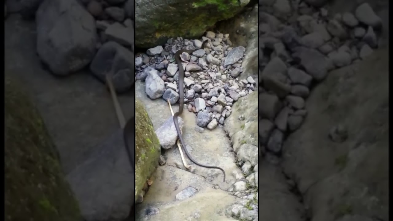 Jejue wã Borikenophis portoricensis akáerabori Borikẽ. Litã Usabõ, Jatiboniku, Borikẽ. 🇵🇷🐍