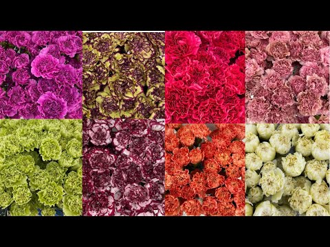 Video: Pink Carnations (36 Photos): Description Of 