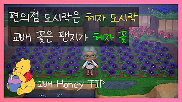 뜬구름풀 교배 뜬구름풀 교배