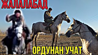 Торпок Улактын АТЫ Сатылып Кетти ЧАЛБАНЫЗДАР!!! Тайлары  Миңге БААЛАНГАН