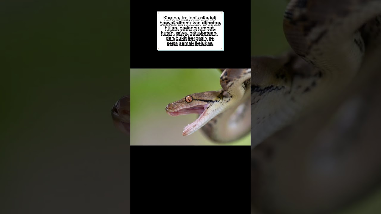 Ular piton suka masuk rumah manusia, dimana habitat sebenarnya? 