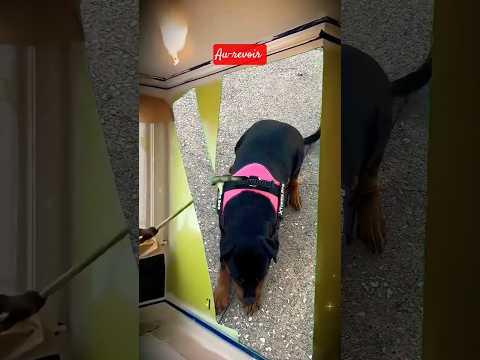 Tu sais mon chien au-revoir #puppy triste #deception #shortb #triste