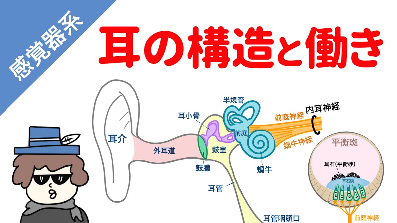 耳の構造 聴覚と平衡覚の仕組み Youtube