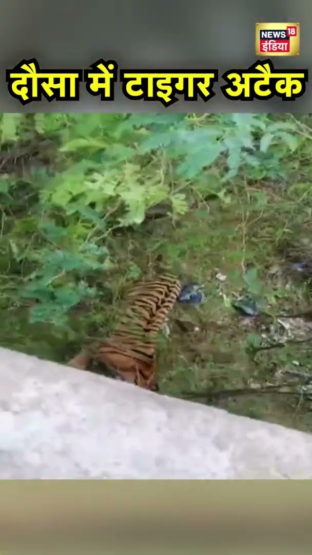 दौसा में टाइगर का आतंक | Rajasthan News | Viral News | Tiger attack | News18 India