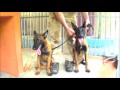 5 Month Old Malinois Puppies - DinnerTime!