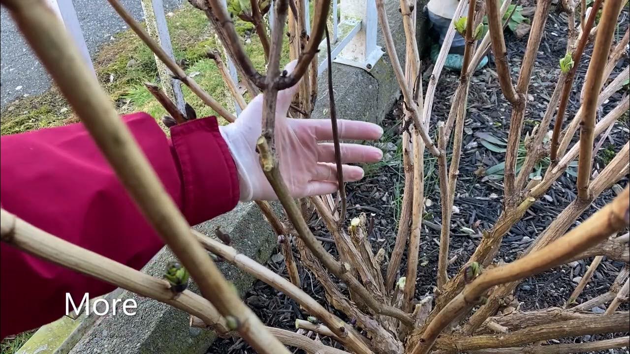 Spring Pruning For Hydrangea Macrophylla "Zebra" March 5 YouTube