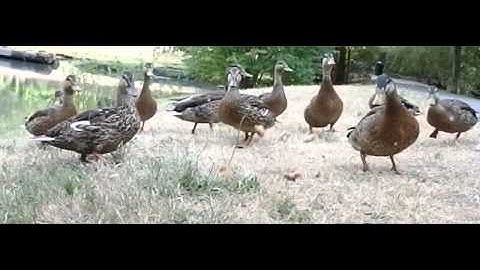 Ducks - Nikon 1 J5 /w 10-30 mm Lens - Slow Motion Option
