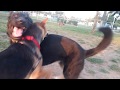 Doberman Starts Dogfight Interrupting Play At Dog Park