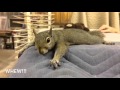 Squirrel Story