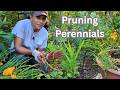 Pruning Daylilies, Iris, Bleeding Heart, Peonies & Daffodils || Budget Gardening Tips