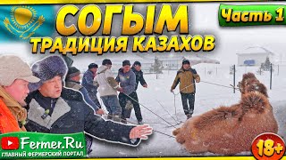 Согым Не Просто Заготовка Мяса Это Культурное Наследие Казахского Народа. Конина. Казы. Куырдак