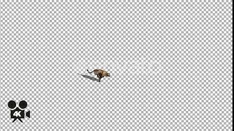4K Cheetah Running | Motion Graphics - Envato elements