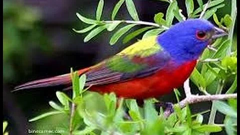 Beautiful Birds in the world (Part 8) || Amazing Birds