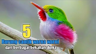 5 jenis burung cantik dengan bulu warna warni ada yang besuara merdu