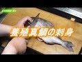 養殖真鯛のさばき方と刺身の美味しい食べ方