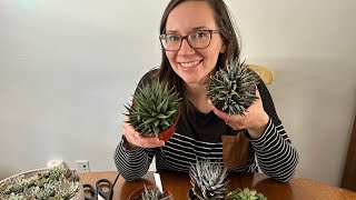 2 Best Ways to Propagate Haworthia Succulents, FAST! // Angels Grove Gardening