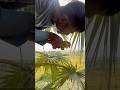 Fresh Palm Juice Harvesting from Tree.!😱#viral #foryou