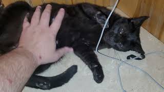 Mama cat gets belly rub by Gray 133 views 10 months ago 35 seconds