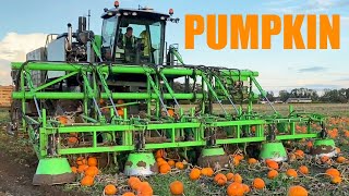 Pumpkin Farming & Processing - Start to Finish