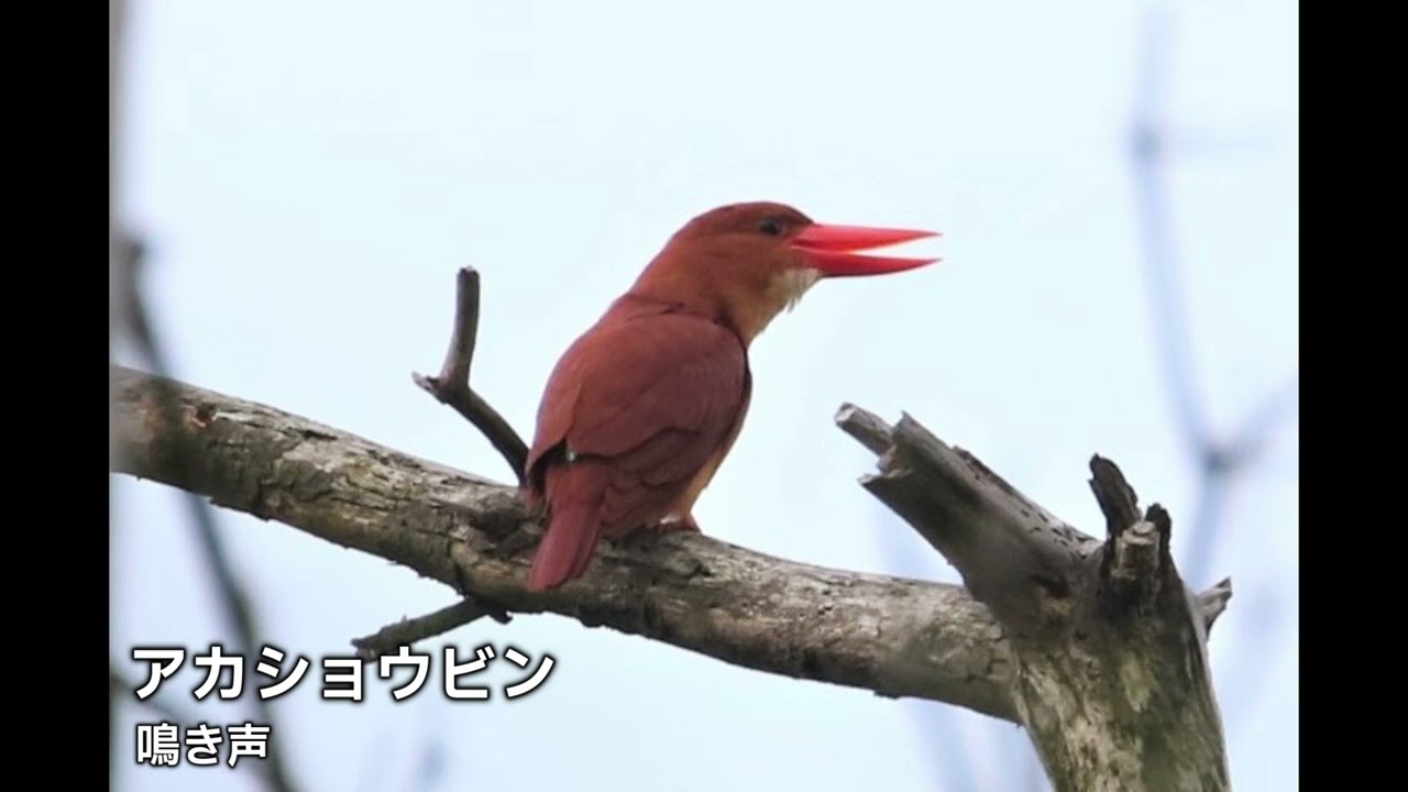 アカショウビン（鳴き声） - YouTube