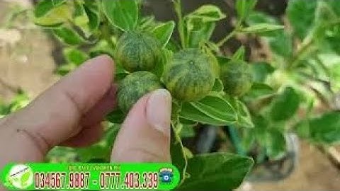 Tắc cẩm thạch cây giống độc Lạ Trồng Nhanh Ra Trái 100k/cây